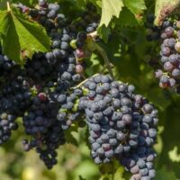 Vand struguri si vin